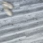 Ламінат SW ProFloor SPC дуб попелястий 185х1220х4мм/0.3 (D) SW-00001483