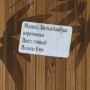 Бамбукові шпалери темні, нелак., полоса 8 мм, листя бамбука - 0,9 м